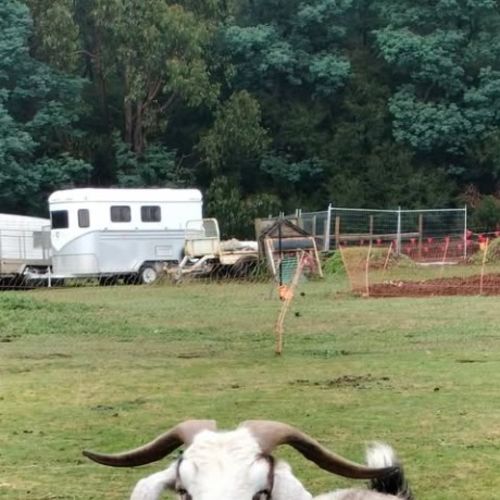 Bert -  Goat