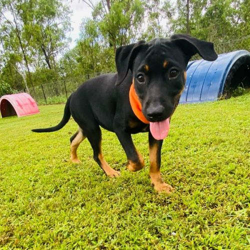 Clove - Rottweiler Dog