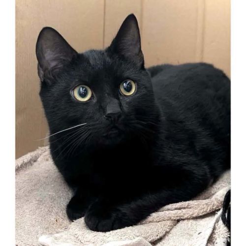 14331 – Augie - Domestic Short Hair (DSH) Cat