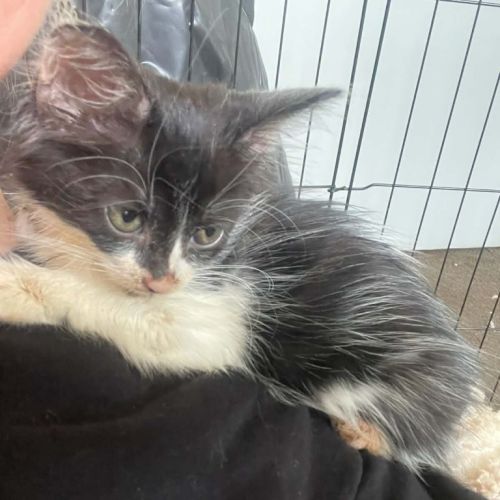 Echo - Domestic Short Hair (DSH) Cat