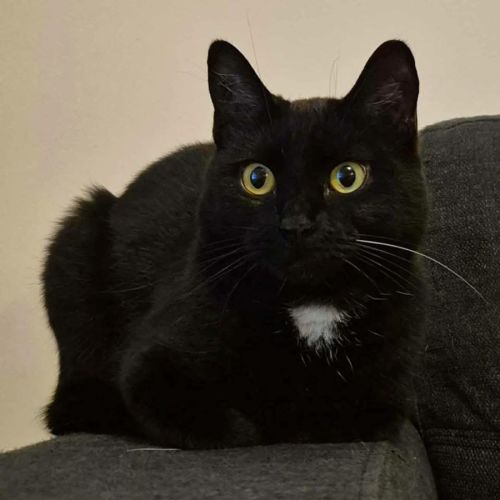 10759 - Saturn - Domestic Short Hair (DSH) Cat