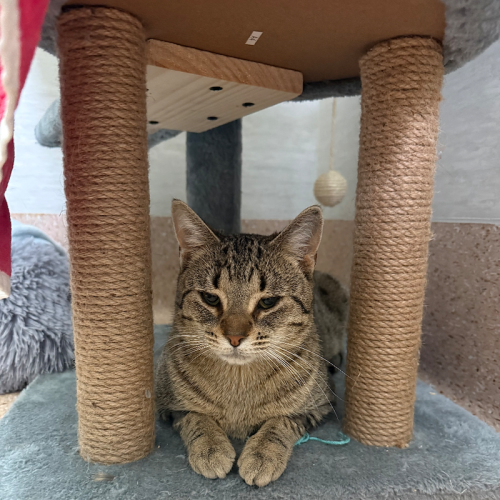 Davis - Domestic Short Hair (DSH) Cat