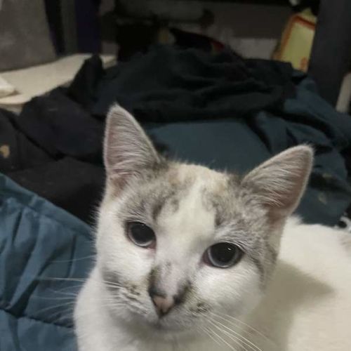 Seleni - Domestic Short Hair (DSH) Cat