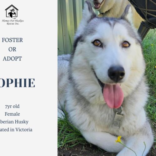Sophie - Siberian Husky Dog