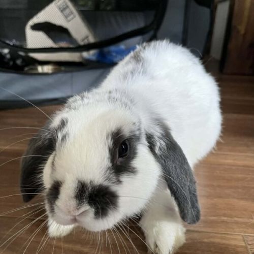 Widget - Bunny Rabbit