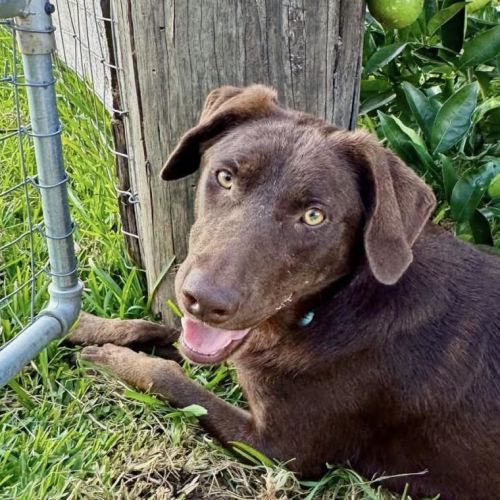 Neve - Australian Kelpie Dog