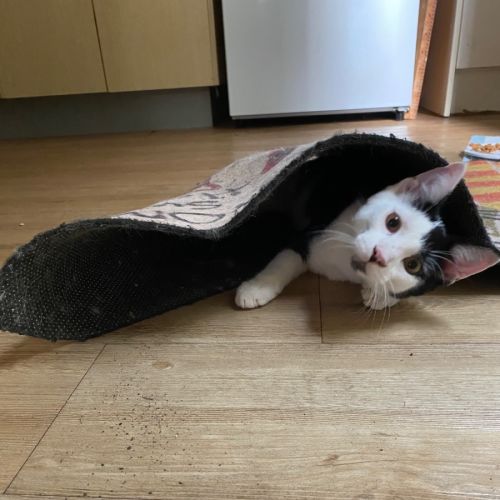 $250 Pirate 🐾 - Ragdoll Cat