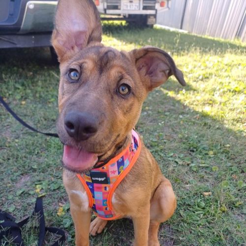 Rylee - Australian Kelpie Dog
