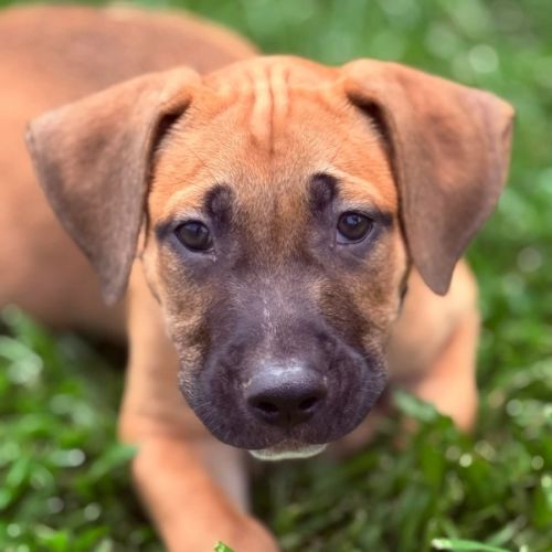 O'Malley - Shar Pei Dog