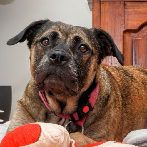 Bonnie - Bullmastiff x Mixed breed Dog