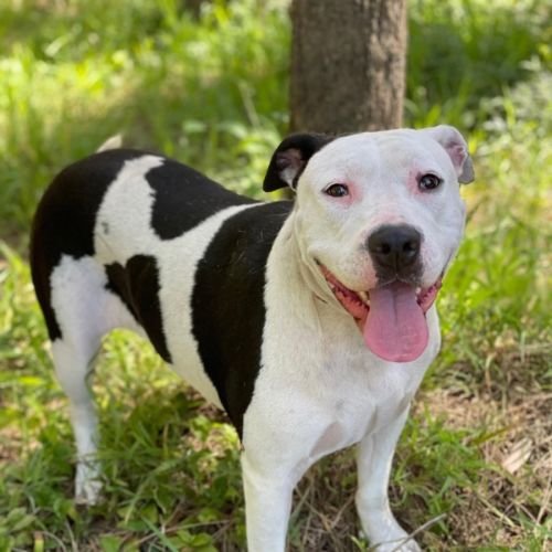 Nancy - American Staffordshire Terrier Dog