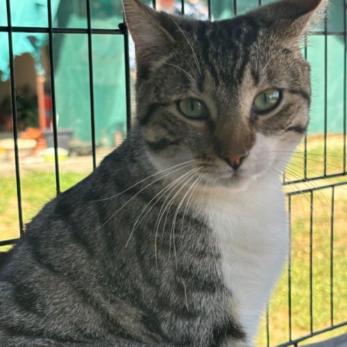 Clementine - Domestic Short Hair (DSH) Cat