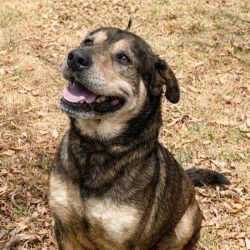 Baron - Rottweiler x Shar Pei Dog