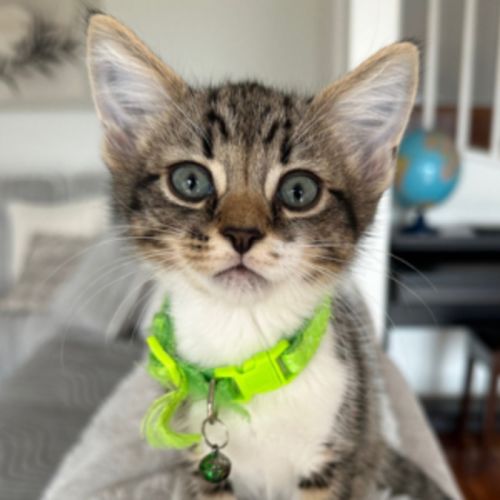 Bruce - Domestic Short Hair (DSH) Cat