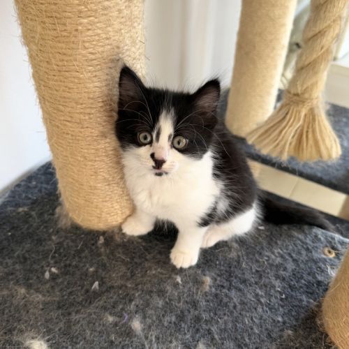 Ivy - Dmh Cat