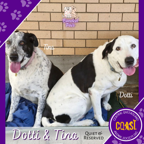 Dotti and Tina - Maremma Sheepdog x Bull Arab Dog