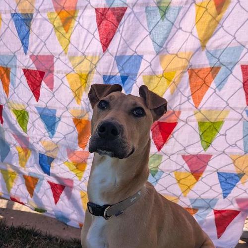 Milo - Great Dane Dog