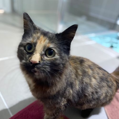 Torracat - Domestic Short Hair (DSH) Cat
