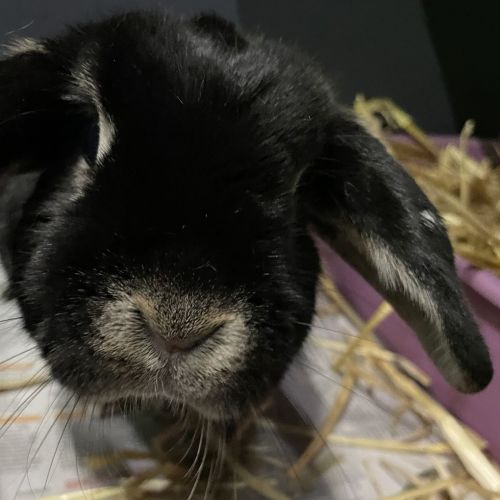 Dahlia - Lop Eared Rabbit
