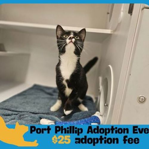 Anoushka  - Domestic Short Hair Cat