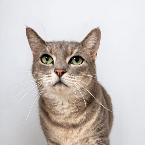 Brydie - Domestic Short Hair (DSH) Cat