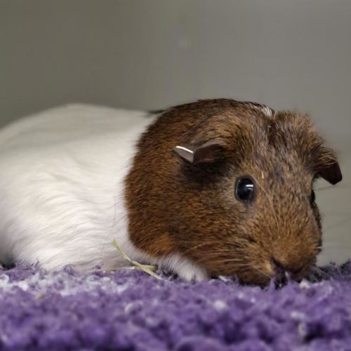 Cupid - Guinea Pig   Unspecified Guinea Pig