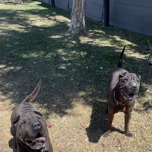 Bonnie - Shar Pei Dog