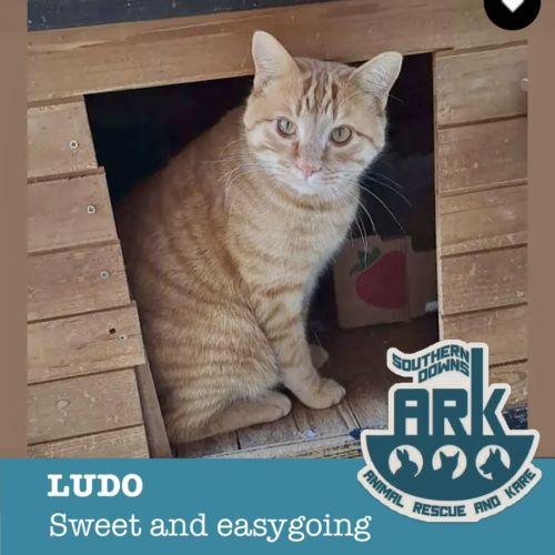 Ludo - Domestic Short Hair (DSH) Cat
