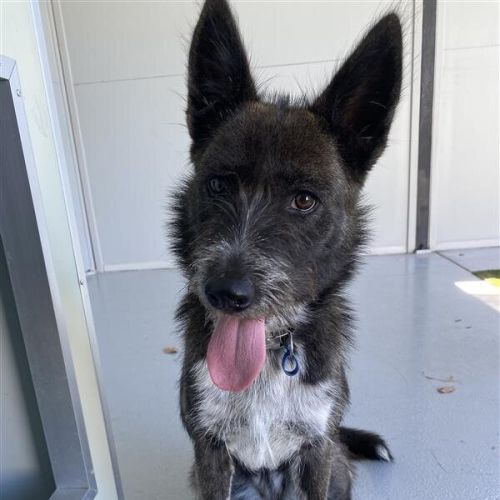 Quinn - Irish Wolfhound Dog