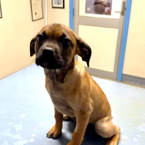 Grover - American Staffordshire Terrier Dog