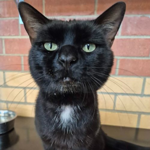 Batman! 🦇 - Domestic Short Hair (DSH) Cat