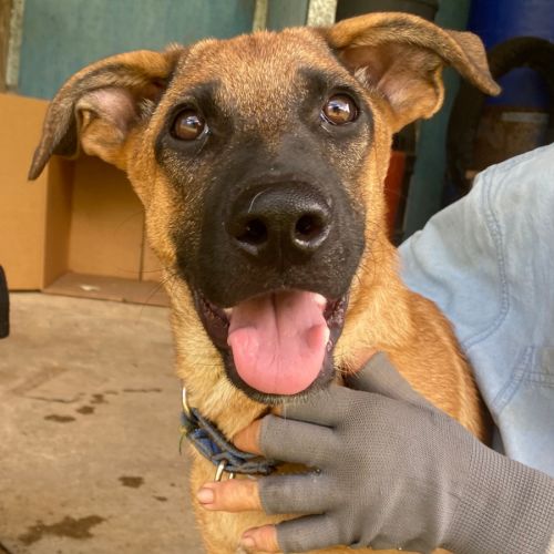 Benji - Belgian Malinois Dog