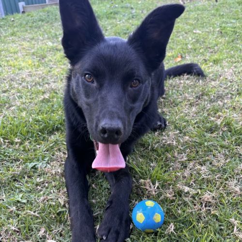 Freddy - Australian Kelpie x Border Collie Dog