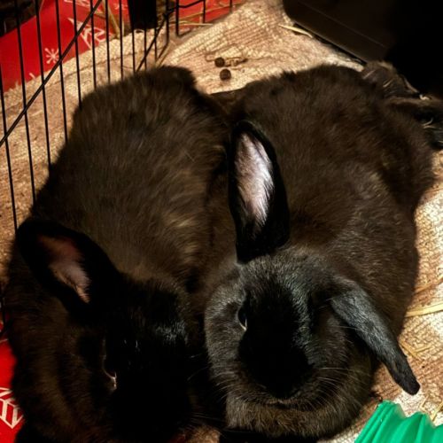 Pepsi & Coke -  Rabbit