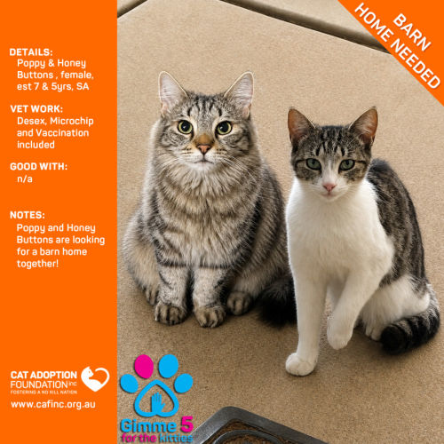 Poppy & Honey Buttons - Domestic Short Hair (DSH) Cat