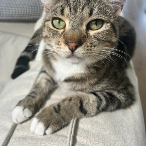 Jerry - Domestic Short Hair (DSH) Cat