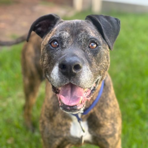 Twiggy - American Bulldog