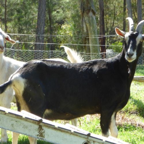 Lucey & Eva mother & daughter -  Goat