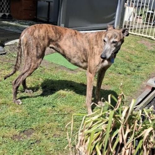 Mandy - Greyhound Dog