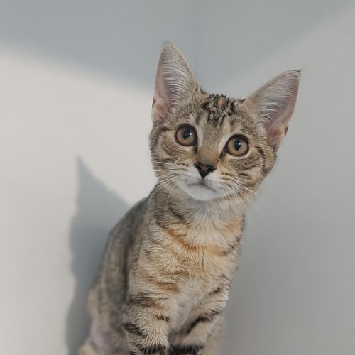 Bryony - Domestic Short Hair Cat