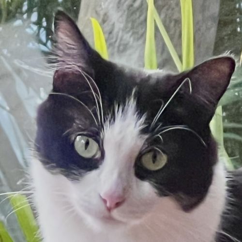 Suzie - Domestic Medium Hair (DMH) Cat