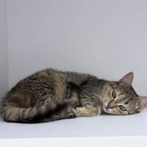Honey Angel - Domestic Short Hair Cat