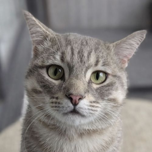 Bobby Bobtail  - Domestic Short Hair (DSH) Cat