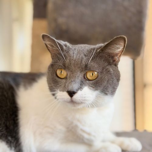 Ocean - Domestic Short Hair (DSH) Cat