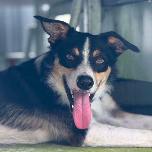 Fiz - Border Collie Dog
