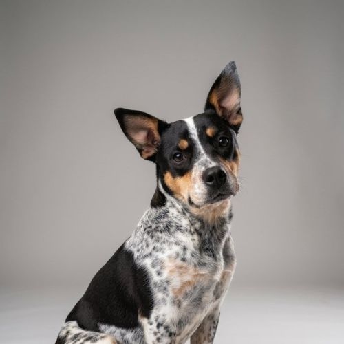 Trixie - Australian Cattle Dog