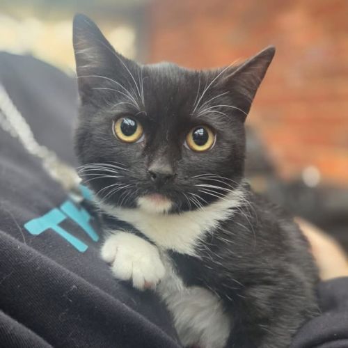 Florence - Domestic Short Hair (DSH) Cat