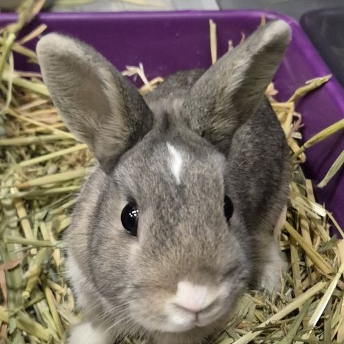 Sneakers - Rabbit   Domestic Rabbit