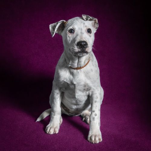 Ether - Mixed breed Dog