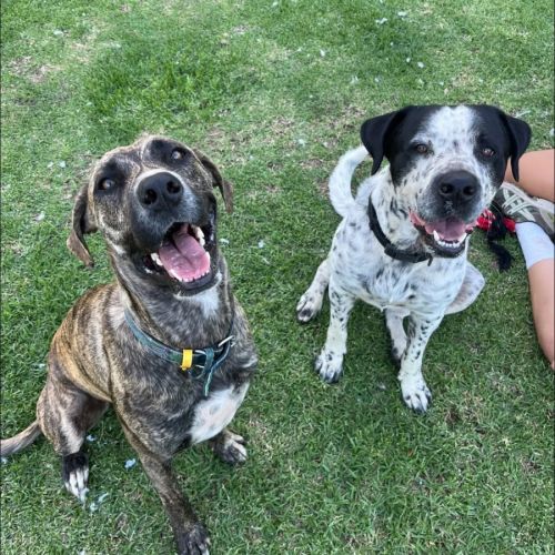 Diego & Gypsy - Irish Wolfhound x Bull Arab Dog